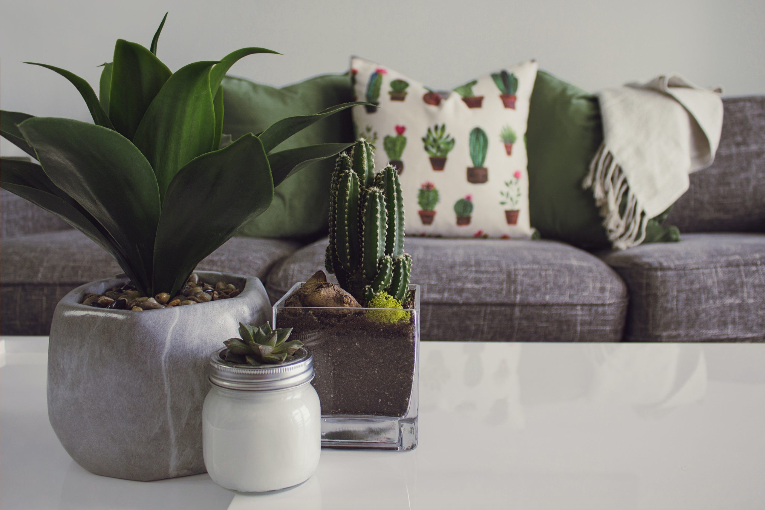 Mesa de centro decorada con tres plantas para interiores como cactus y suculentas